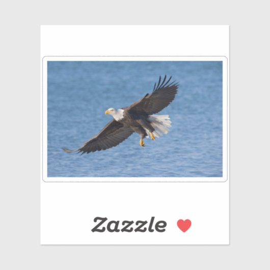 Bald eagle in flight シール (シート)