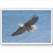 Bald eagle in flight シール (正面)
