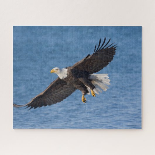 Bald eagle in flight ジグソーパズル (横)