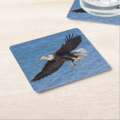 Bald eagle in flight スクエアペーパーコースター (アングル)