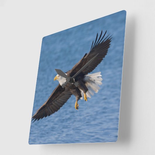 Bald eagle in flight スクエア壁時計 (傾斜)