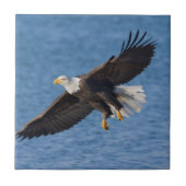 Bald eagle in flight タイル (正面)