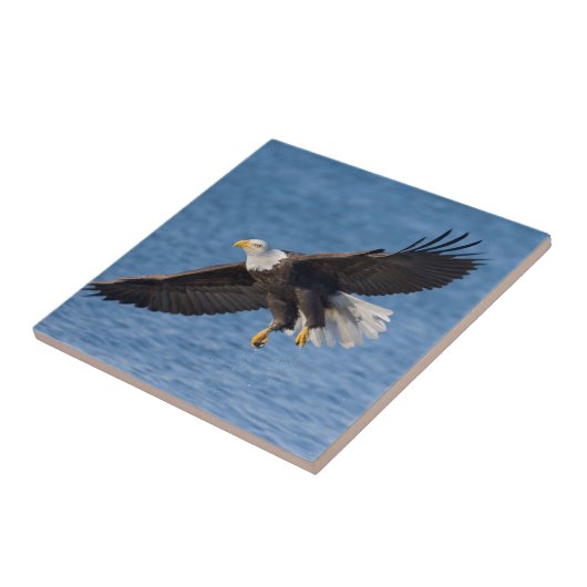 Bald eagle in flight タイル (側面)