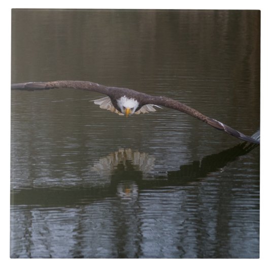 Bald Eagle in Flight タイル (正面)