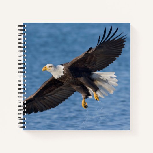 Bald eagle in flight ノートブック (正面)