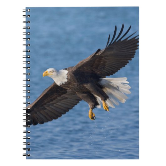 Bald eagle in flight ノートブック (正面)