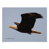 Bald Eagle in Flight フォトプリント (正面)