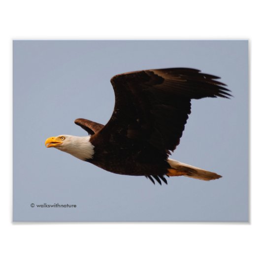 Bald Eagle in Flight フォトプリント (正面)