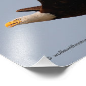 Bald Eagle in Flight フォトプリント (角)