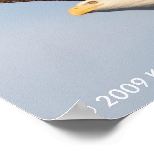 Bald Eagle in Flight ポスター (角)