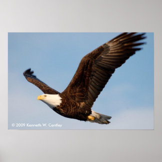 Bald Eagle in Flight ポスター
