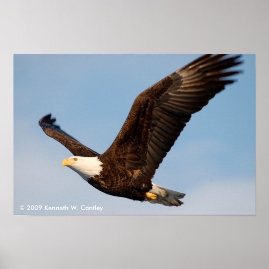 Bald Eagle in Flight ポスター (正面)