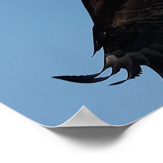 Bald Eagle in Flight ポスター (角)