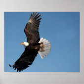 Bald Eagle in Flight ポスター (正面)