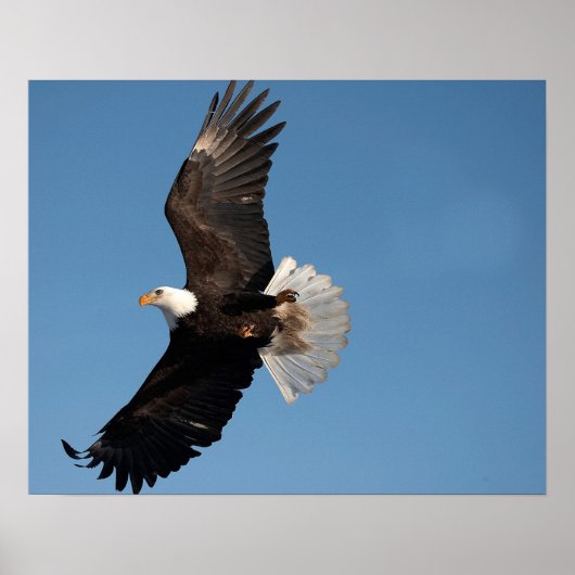 Bald Eagle in Flight ポスター (正面)