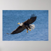 Bald eagle in flight ポスター (正面)