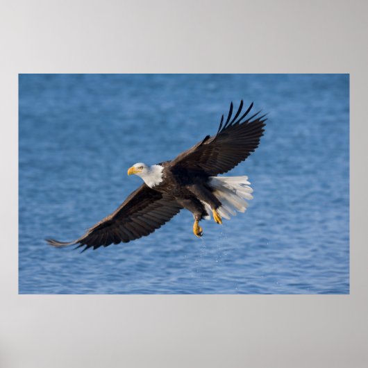 Bald eagle in flight ポスター (正面)