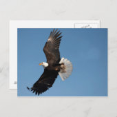 Bald Eagle in Flight ポストカード (正面/裏面)