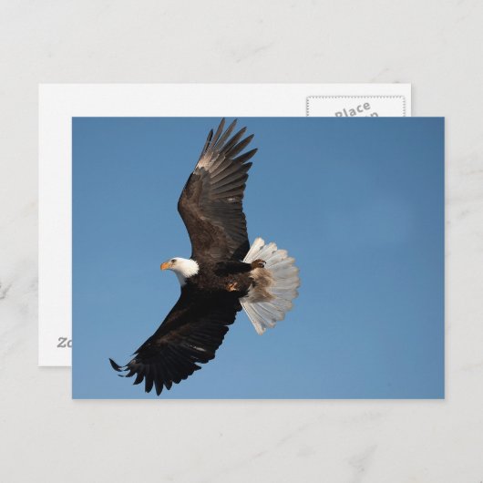 Bald Eagle in Flight ポストカード (正面/裏面)