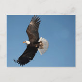 Bald Eagle in Flight ポストカード (正面)