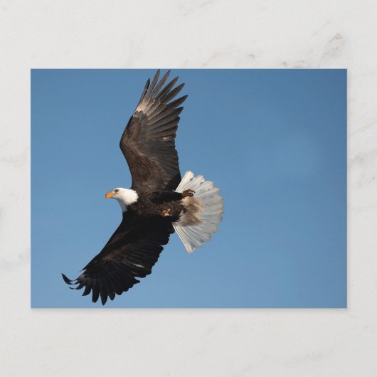 Bald Eagle in Flight ポストカード (正面)