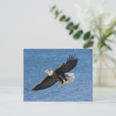 Bald eagle in flight ポストカード (スタンド正面)