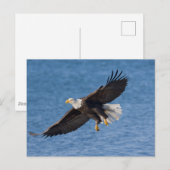 Bald eagle in flight ポストカード (正面/裏面)