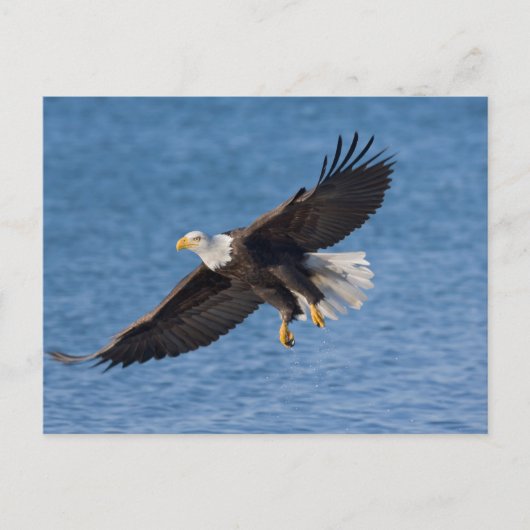 Bald eagle in flight ポストカード (正面)