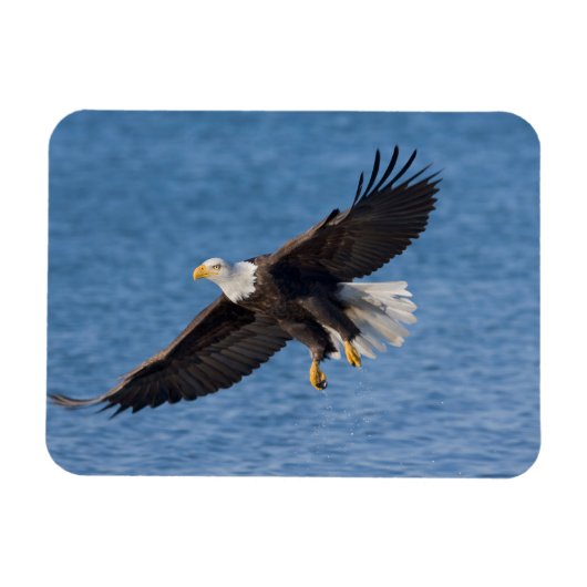 Bald eagle in flight マグネット (横)