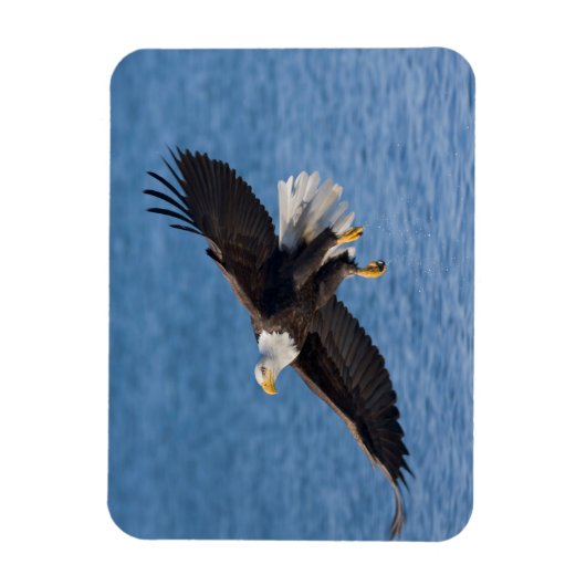 Bald eagle in flight マグネット (縦)
