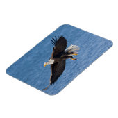 Bald eagle in flight マグネット (左側)