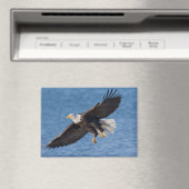 Bald eagle in flight マグネット (インサイチュ (食洗機))