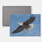 Bald eagle in flight マグネット (正面/裏面)