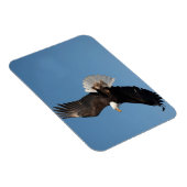 Bald Eagle in Flight マグネット (右側)