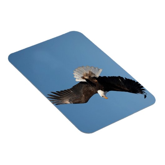 Bald Eagle in Flight マグネット (右側)
