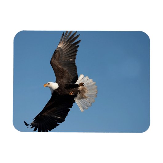 Bald Eagle in Flight マグネット (横)
