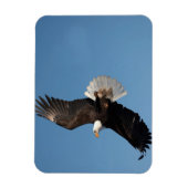 Bald Eagle in Flight マグネット (縦)