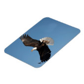Bald Eagle in Flight マグネット (左側)