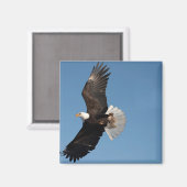 Bald Eagle in Flight マグネット (正面/裏面)