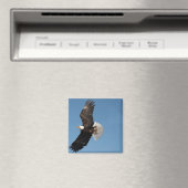 Bald Eagle in Flight マグネット (インサイチュ (食洗機))