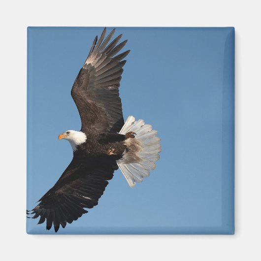 Bald Eagle in Flight マグネット (正面)