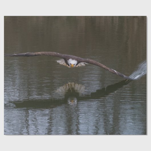 Bald Eagle in Flight ラッピングペーパー (フラット)
