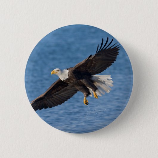Bald eagle in flight 缶バッジ (正面)