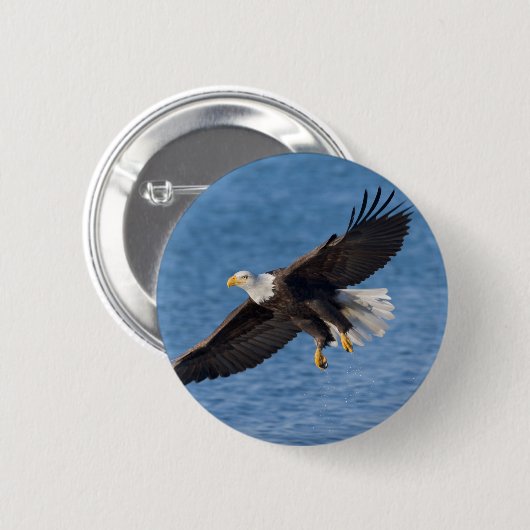 Bald eagle in flight 缶バッジ (正面&裏面)