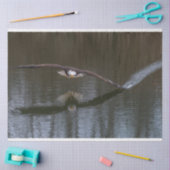 Bald Eagle in Flight 薄葉紙 (クラフト)