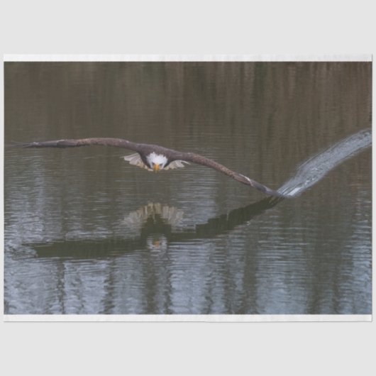 Bald Eagle in Flight 薄葉紙 (正面)