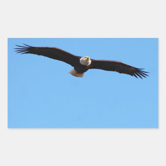 Bald Eagle in Flight 長方形シール (正面)