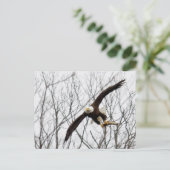 Bald Eagle Meal Delivery ポストカード (スタンド正面)