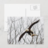 Bald Eagle Meal Delivery ポストカード (正面/裏面)