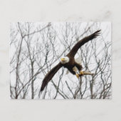 Bald Eagle Meal Delivery ポストカード (正面)